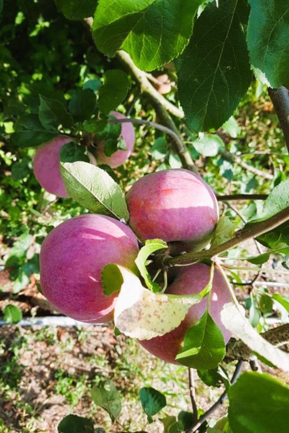 Olszyna Pod Brzoza Villa Екстериор снимка