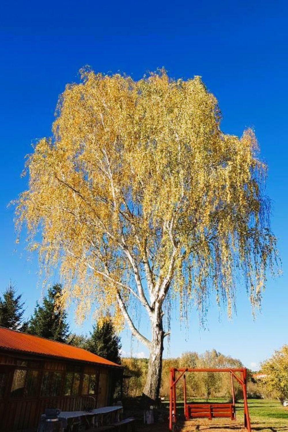 Olszyna Pod Brzoza Villa Екстериор снимка
